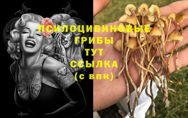 крисы Аркадак